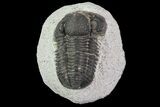 Wholesale Lot of Gerastos Trilobites - Pieces #69142-1